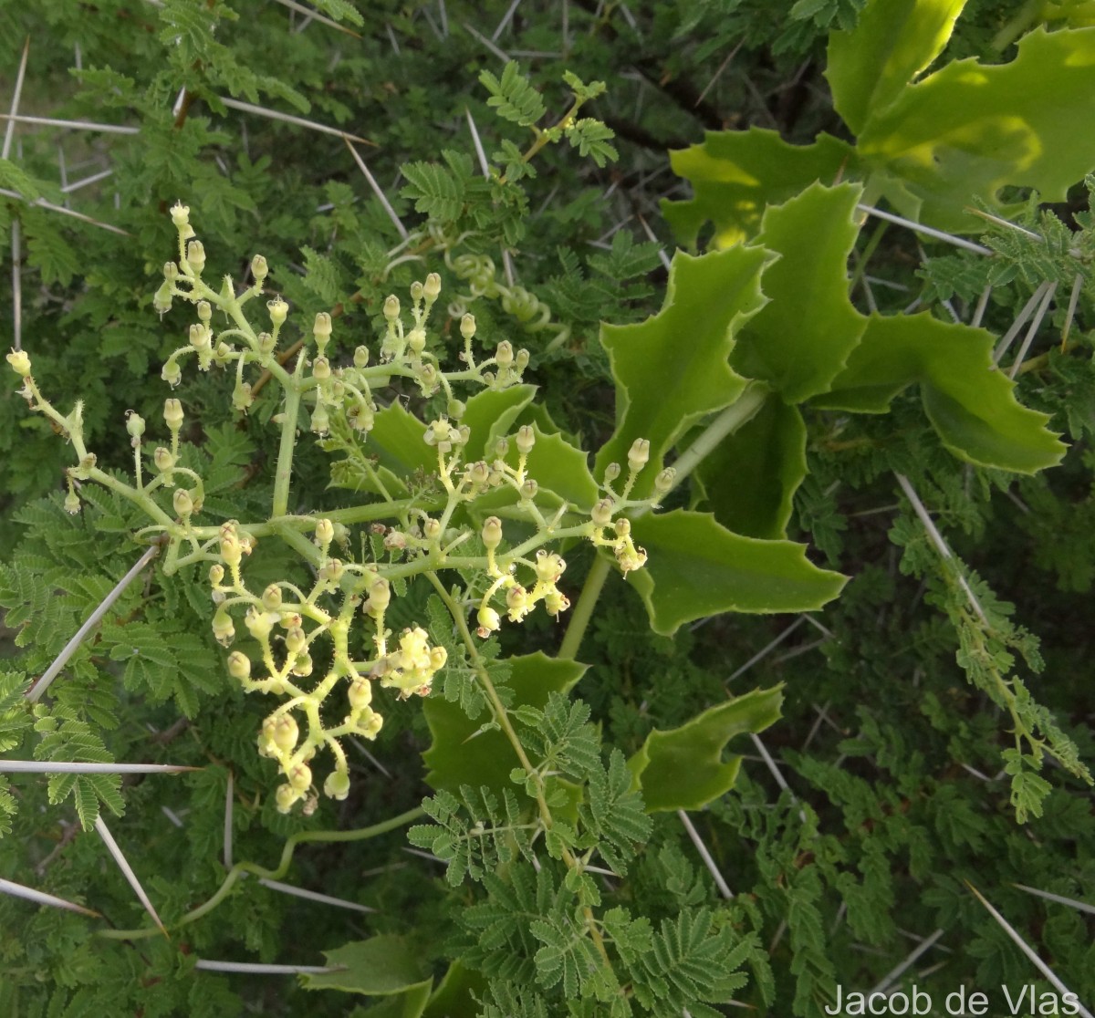 Cyphostemma setosum (Roxb.) Alston